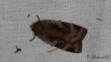 Brunviolett bandfly - Lesser Broad-bordered Yellow Underwing (Noctua janthe)