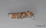 Gråbrunt ekbladsmott (Phycita roborella)