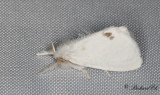 Krsbrsrdgump - Yellow-tail (Euproctis similis)