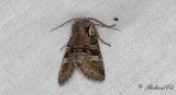 Pilfly - Minor Shoulder-knot (Brachylomia viminalis)