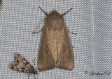 Prickgrsfly - Obscure Wainscot (Leucania obsoleta) 