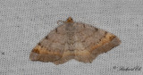 Tallbågmätare (Macaria liturata)