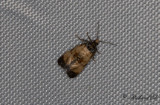 Vithövdad korgblomvecklare (Cochylis dubitana)