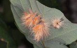 Lönnaftonfly - The Sycamore (Acronicta aceris)