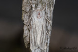 Lansettvinge - Reed Dagger (Simyra albovenosa)