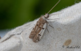 Storpunktskorgmott (Phycitodes binaevella)