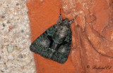 Grönt lavfly - Tree-lichen Beauty (Cryphia algae)