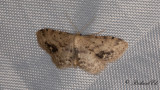Brunhörnad lövmätare - Single-dotted Wave (Idaea dimidiata)