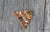 Ljunghedfly - Beautiful Yellow Underwing (Anarta myrtilli)