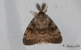 Lvskogsnunna - Gypsy Moth (Lymantria dispar) 