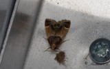 Farinmjölmott (Pyralis farinalis)