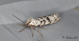 Punkthedspinnare - Speckled Footman (Coscinia cribraria)