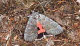 Rosenryggat ordensfly (Catocala pacta)