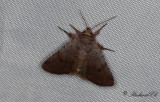 Rödhuvat skogsfly - Cousin German (Protolampra sobrina)