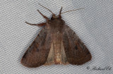 Rödhuvat skogsfly - Cousin German (Protolampra sobrina)