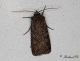 Vetejordfly - White-line Dart (Euxoa tritici)