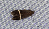 Vitfläckspalpmal (Syncopacma cinctella)