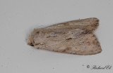 Benfrgat ngsfly - Light Arches (Apamea lithoxylaea) 