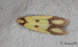 Klintgulvecklare (Agapeta zoegana)