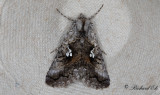 Frågeteckensmetallfly - Scarce Silver Y (Syngrapha interrogationis)