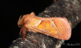 Kamsprtad rotfjril - Orange Swift (Triodia sylvina) 