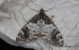 Bredbandad fältmätare - Siberian Carpet (Dysstroma latefasciata)