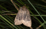 Poppelbuskfly (Amphipyra perflua)