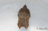 Inbuktad videhöstvecklare (Acleris emargana)