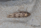 Sparvbomal (Niditinea fuscella)