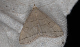 Gulgrått tofsfly - The Fan-foot (Herminia tarsipennalis)