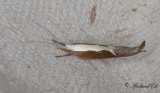 Nbbtrymal - Honeysuckle Moth (Ypsolopha dentella) 