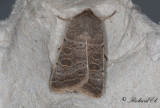 Ljusringat lövfly - Vine's Rustic (Hoplodrina ambigua)