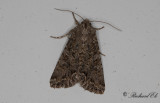 Klöverfly - Nutmeg (Anarta trifolii)