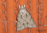 Psiaftonfly - Grey Dagger (Acronicta psi)