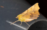 Alflikmätare - Canary-shouldered Thorn (Ennomos alniaria)