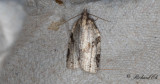 Krrsnedbandsvecklare (Clepsis spectrana)