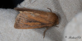 Mindre strfly - Small Wainscot (Denticucullus pygmina)