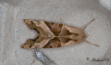 Tandfly - Angle Shades (Phlogophora meticulosa)