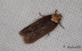 Tvfrgad morotsplattmal - Purple Carrot-seed Moth (Depressaria depressana)