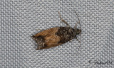 Mångformig aspvecklare (Epinotia nisella)