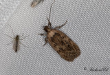 Palsternacksplattmal - Parsnip Moth (Depressaria radiella) 