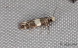Svartvit böjmal - Lesser Budmoth (Recurvaria leucatella)
