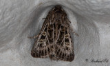 Vitribbat fltfly - Feathered Gothic (Tholera decimalis) 