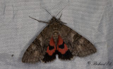 Vinkelbandat Ordensfly - Red Underwing (Catocala nupta)