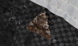 Vitfläckigt ängsfly - The Cameo (Crypsedra gemmea)