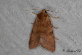 Gulrött backfly - Flounced Chestnut (Agrochola helvola)