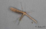 Åkervindefjädermott - Morning-glory plume moth (Emmelina monodactyla)