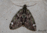 Brungrön fältmätare - Red-green Carpet (Chloroclysta siterata)