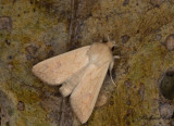 Äggult gräsfly - The Delicate (Mythimna vitellina)