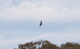 Kungsrn - Golden Eagle (Aquila chrysaetos)